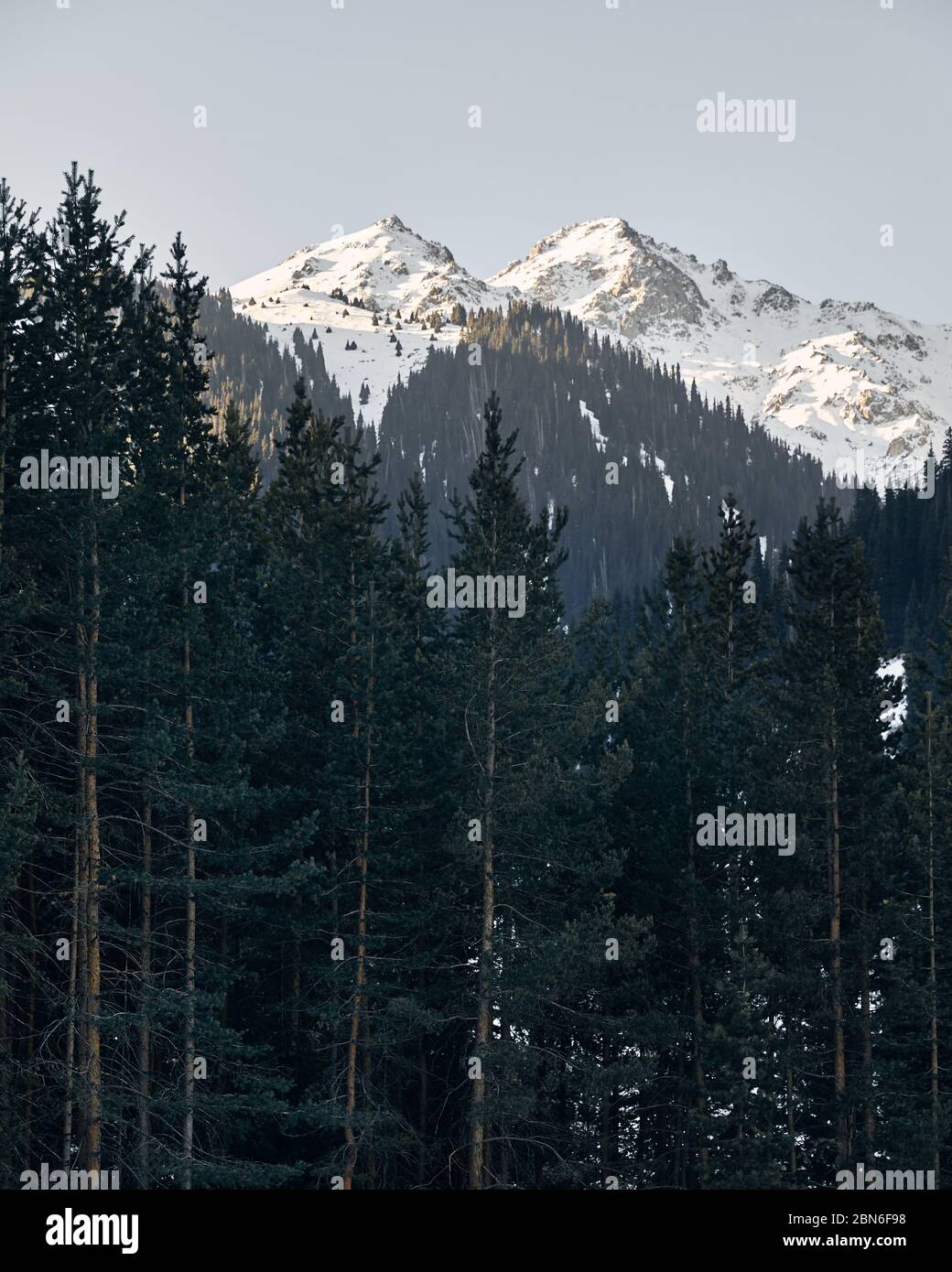 Forêt de pins et montagnes avec de la neige en hiver au Kazakhstan Banque D'Images