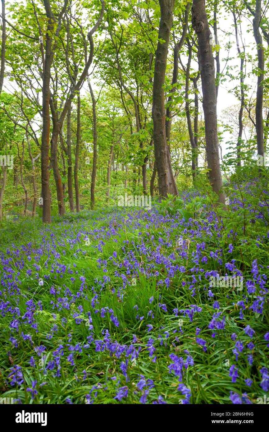 Un tapis de jacinthes des bois indigènes en Braefoot Bay Dalgety Bay, Fife, en Écosse. Banque D'Images