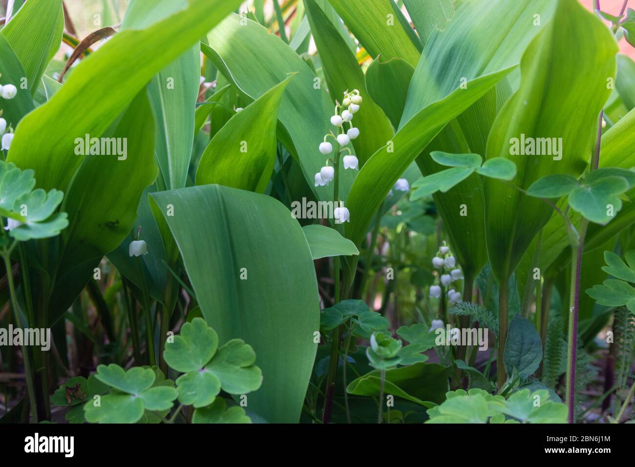 Convallaria majalis (nénuphars européens de la vallée) Banque D'Images