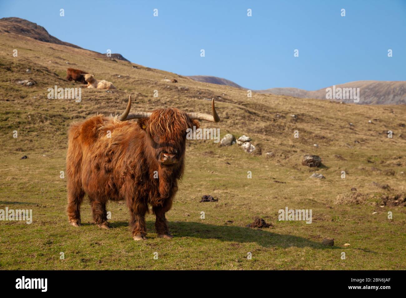 Une vache de montagne debout regardant la caméra sur un pâturage vert près de Harris sur l'île de Rum, en Écosse Banque D'Images