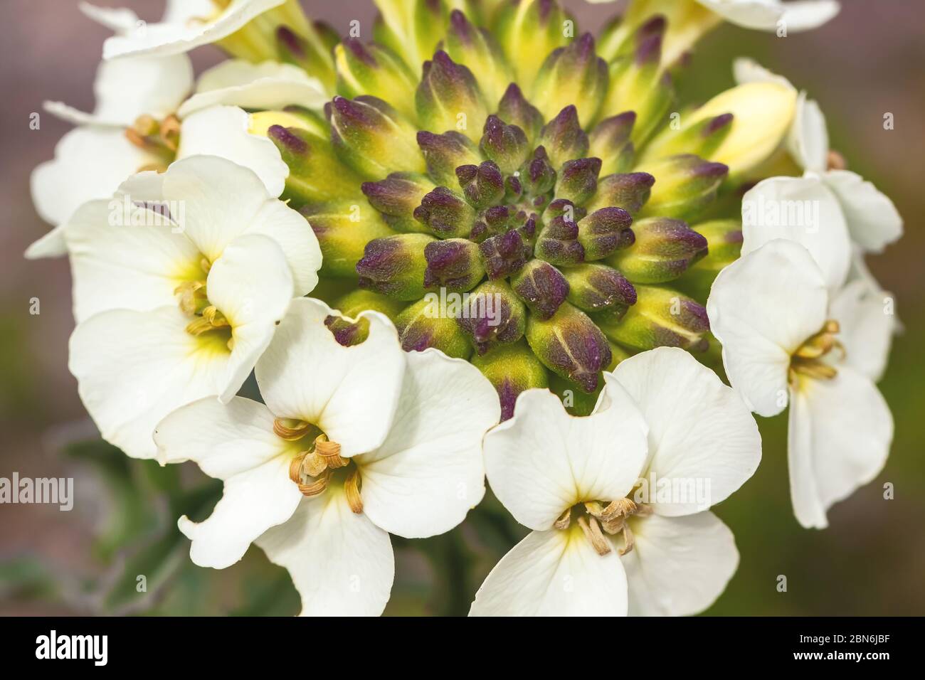 San Francisco Wallflower Erysimum franciscanum, point Reyes National Seashore, Californie, États-Unis. Banque D'Images
