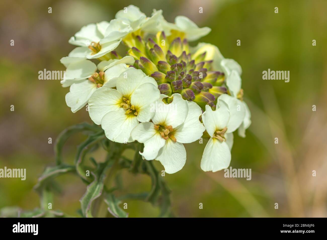 San Francisco Wallflower Erysimum franciscanum, point Reyes National Seashore, Californie, États-Unis. Banque D'Images