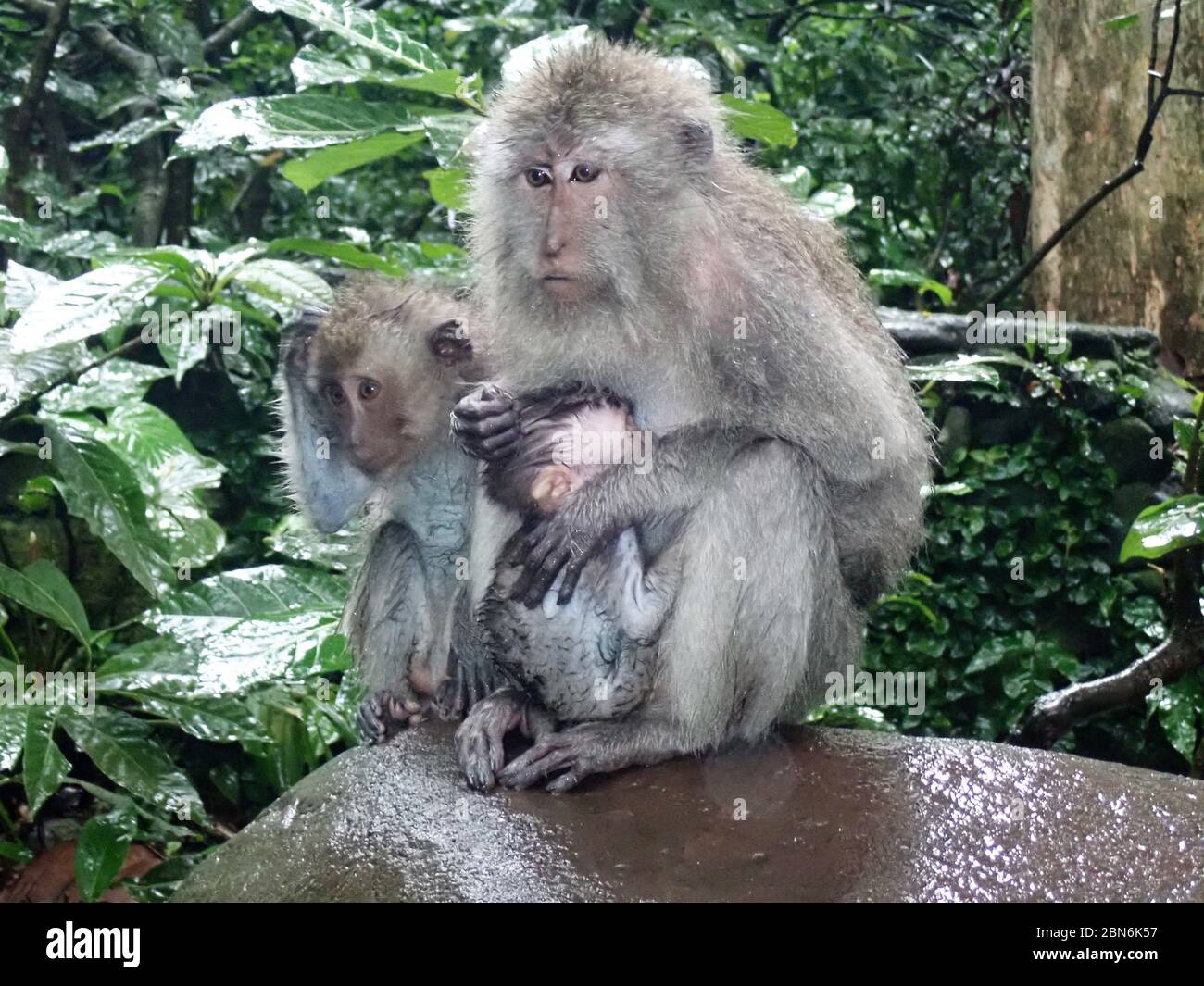 mère de singe avec des bababilys assis sous la pluie Banque D'Images