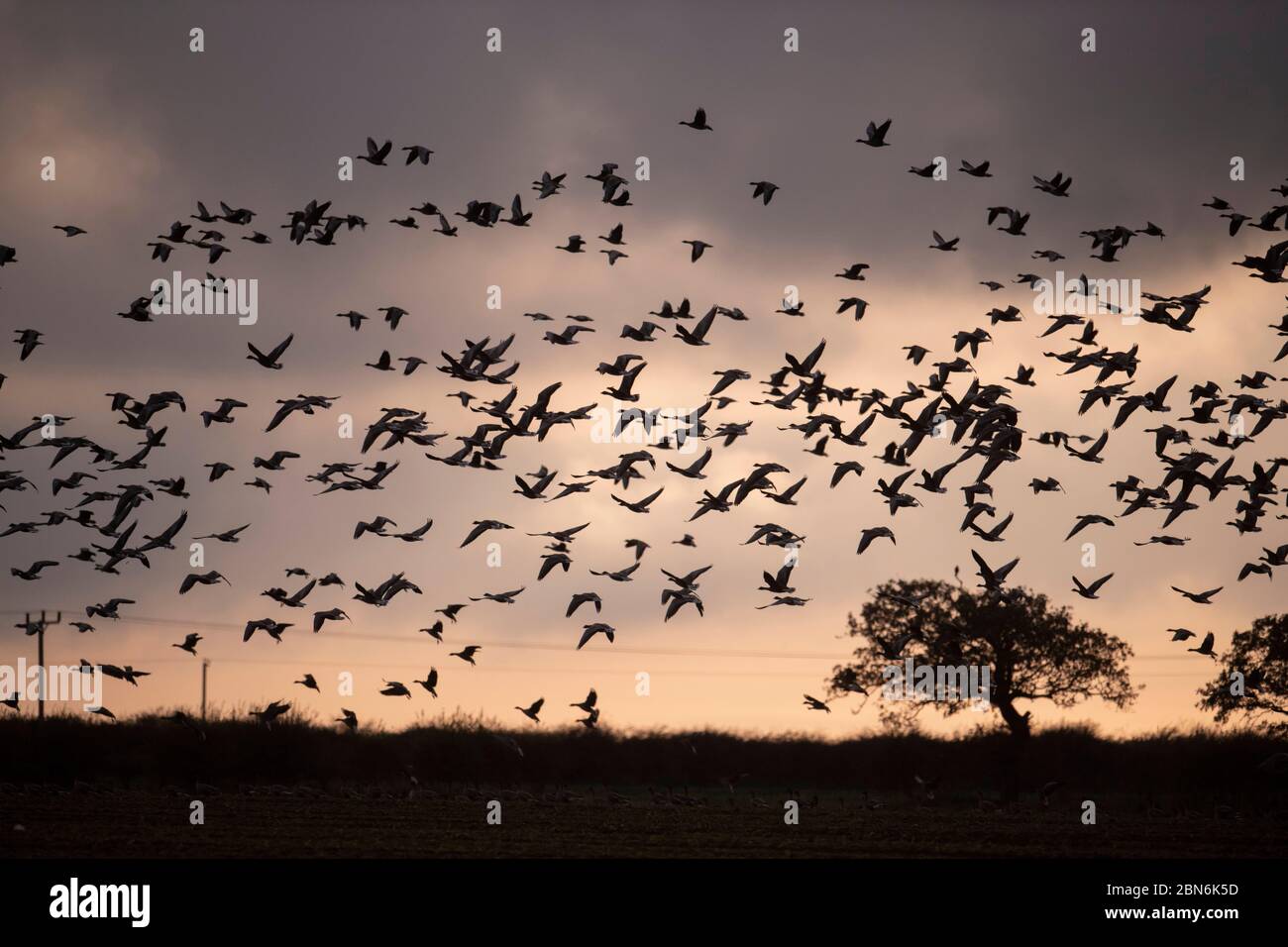 OISEAU. Oies à pieds roses, floqués en vol au-dessus des champs, Norfolk, Royaume-Uni Banque D'Images