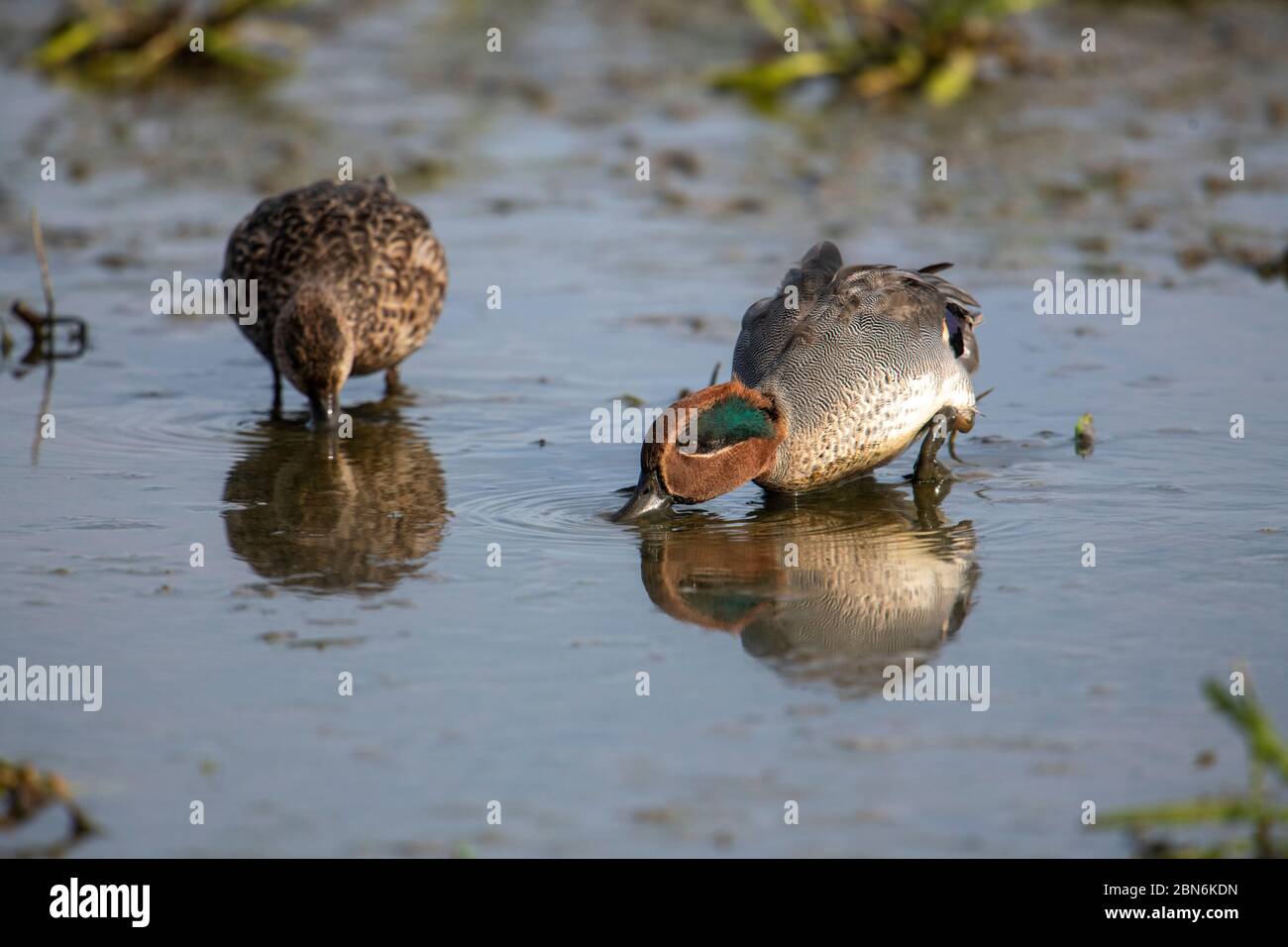 OISEAU. Teal (canard mâle et femelle) se nourrissant dans l'eau boueuse, Norfolk , Royaume-Uni Banque D'Images