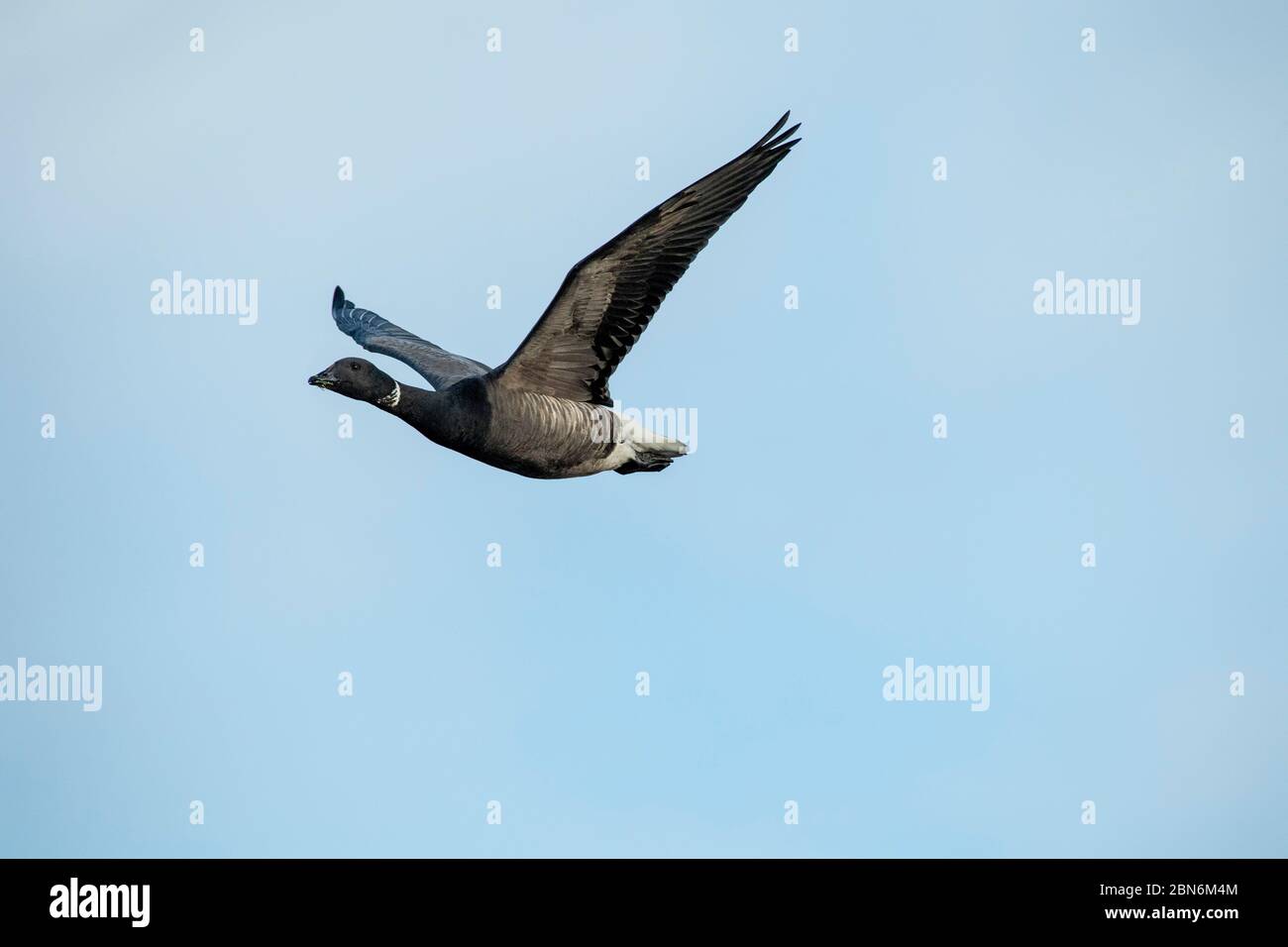 OISEAU. Brent Goose, en vol sur la côte sud du Royaume-Uni Banque D'Images