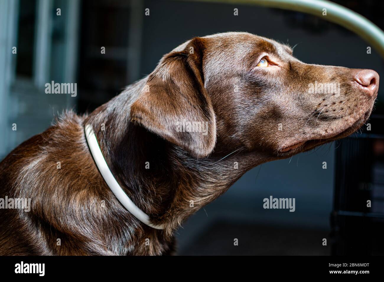 un curieux chien labrador au chocolat qui regarde par la fenêtre les oiseaux qui volent Banque D'Images