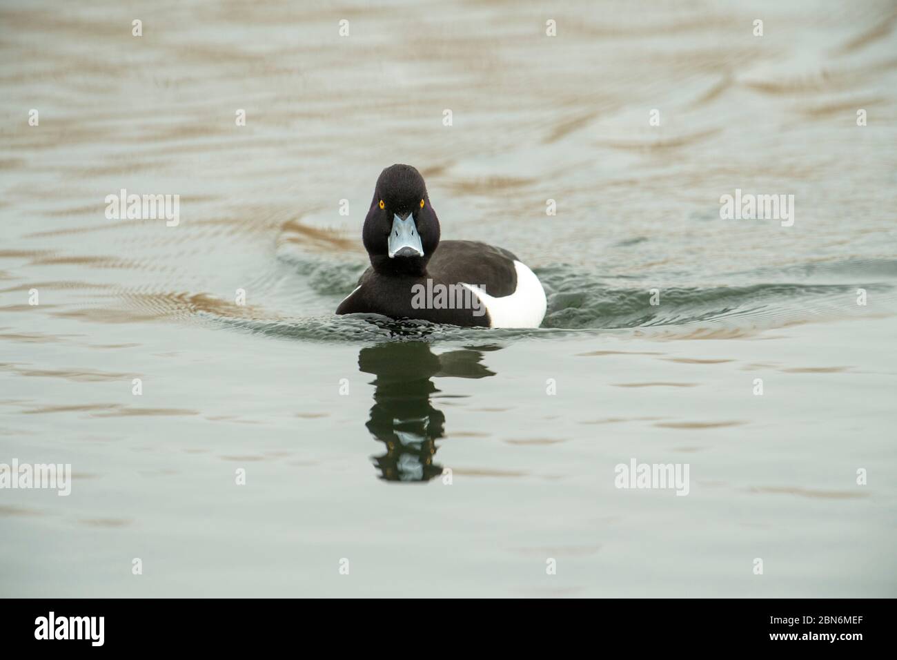 OISEAU. Canard touffeté, natation à la caméra. Surrey, Royaume-Uni Banque D'Images