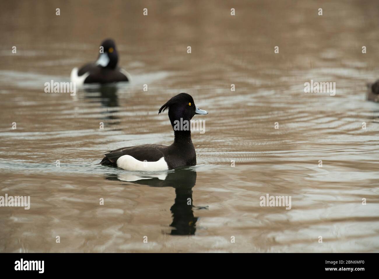 OISEAU. Tufted Duck , Surrey, Royaume-Uni Banque D'Images