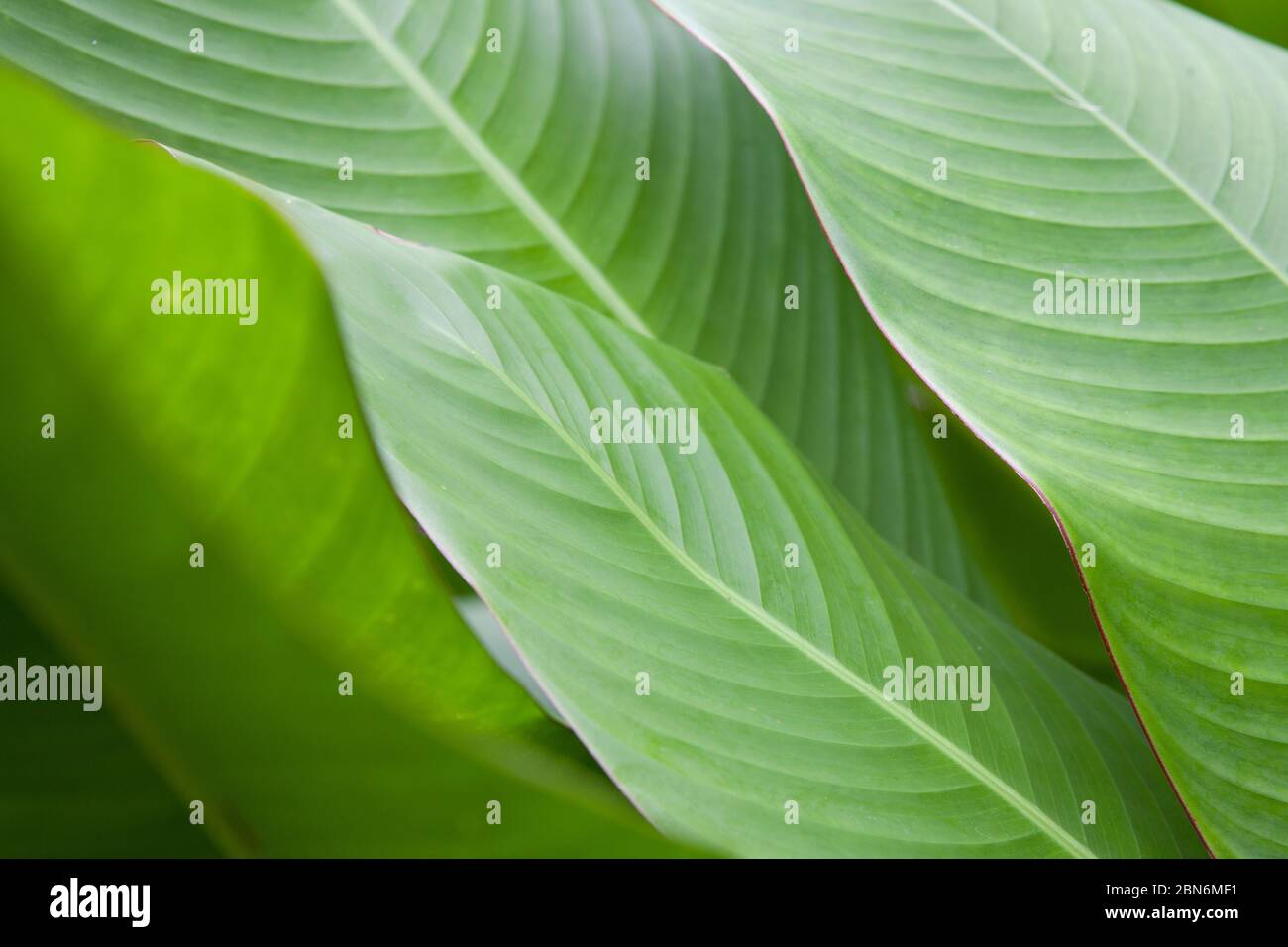 Gros plan sur les feuilles tropicales vertes montrant les détails Banque D'Images