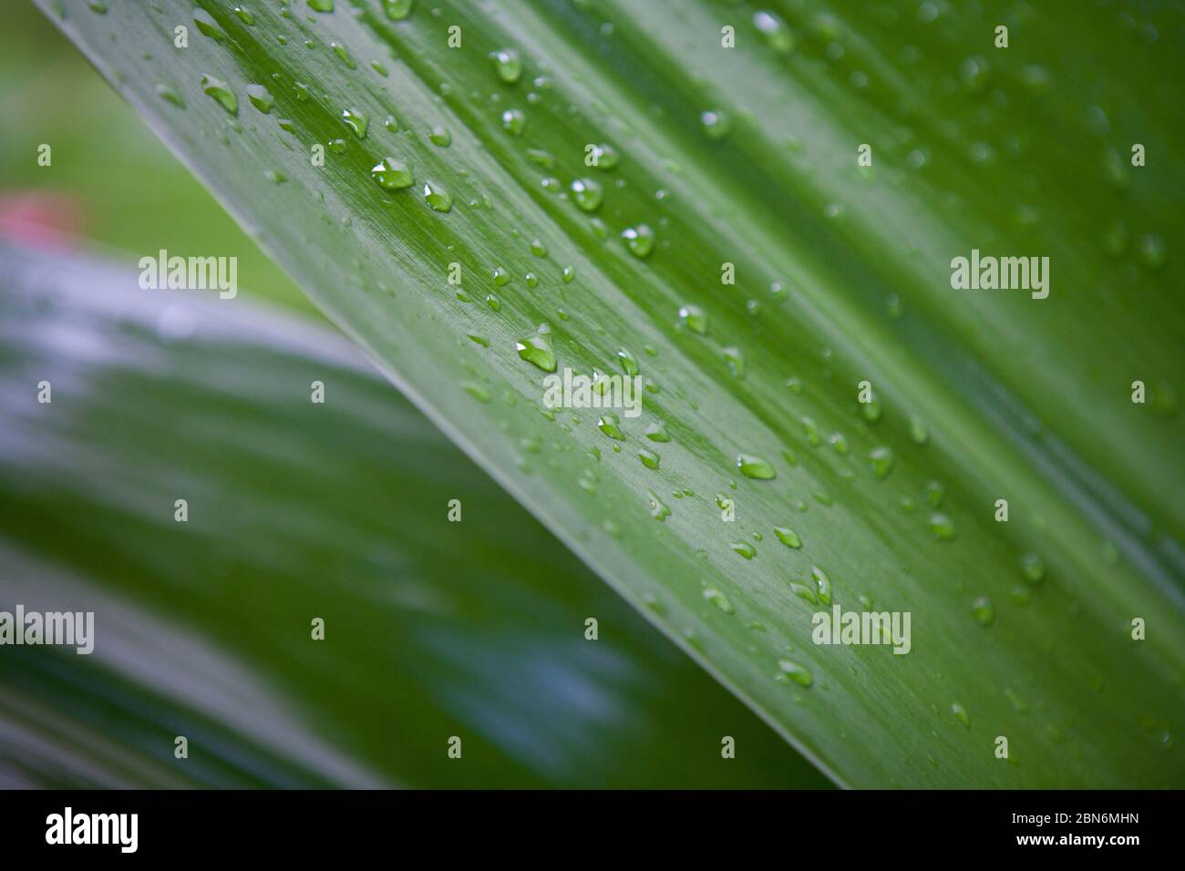 Gros plan sur les feuilles tropicales vertes avec des taches de gouttelettes de pluie Banque D'Images