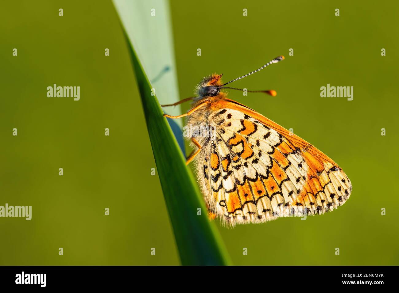 Glanville Fritillary - Melitaea cinxia, beau papillon coloré des prairies et prairies européennes, Zlin, République Tchèque. Banque D'Images