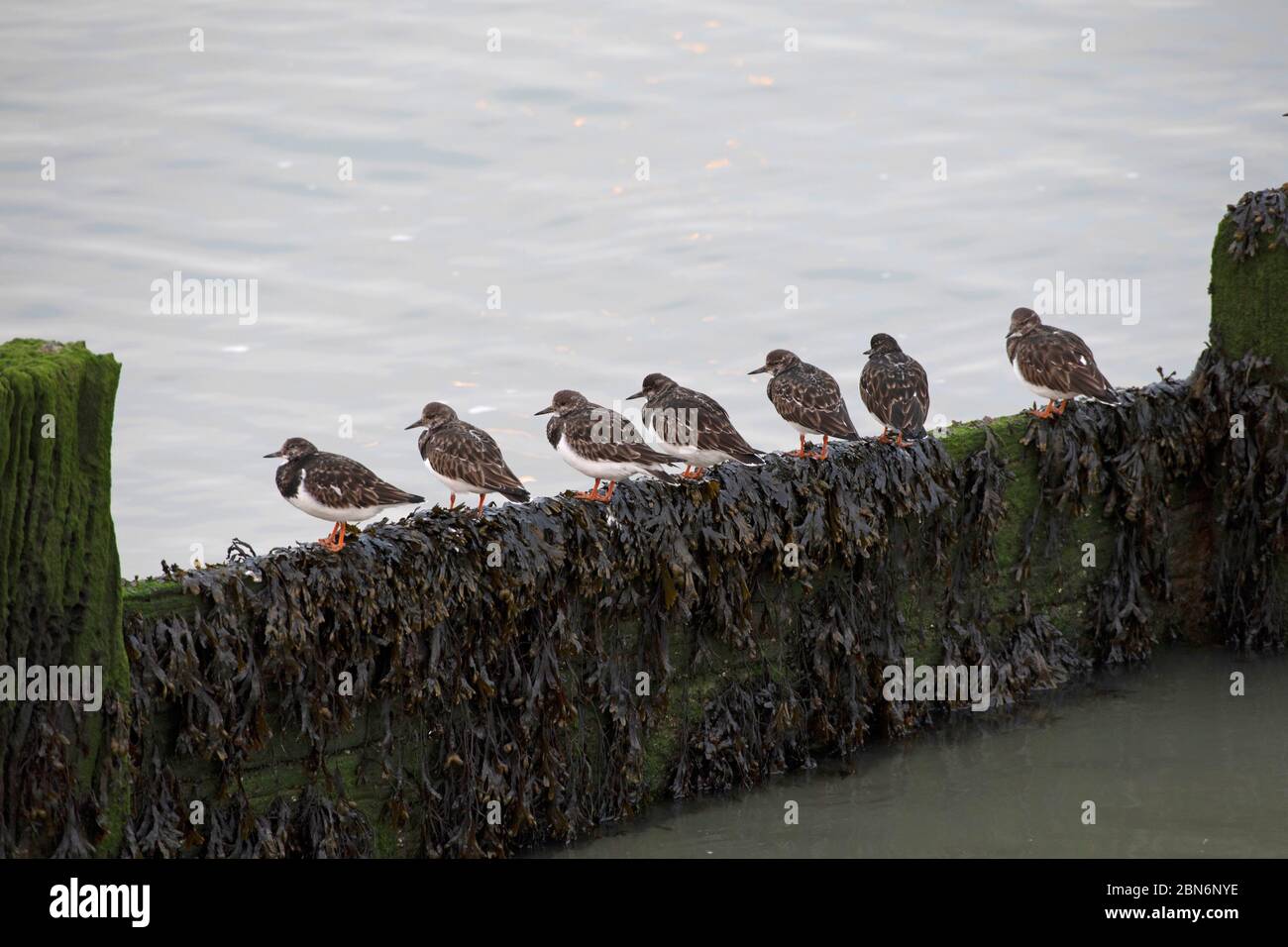 OISEAU. Turnstone, x7 assis sur un brise-lames couvert d'algues sur la plage, dans le sud de l'Angleterre Banque D'Images