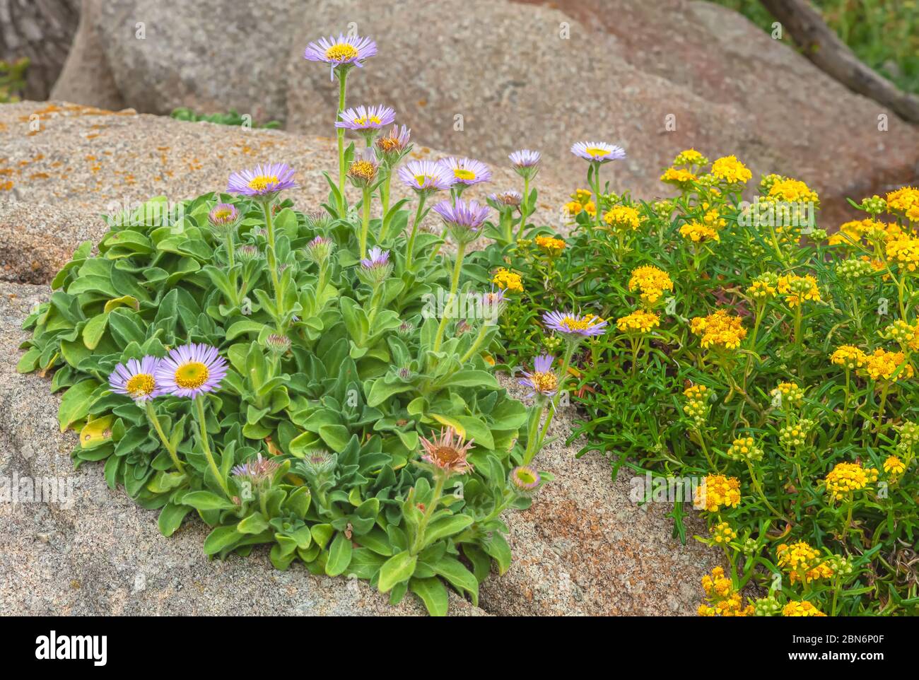 Pâquerettes du bord de mer Erigeron glaucus et fleurs de soleil laines du bord de mer Eriophyllum staechadifolium. Banque D'Images