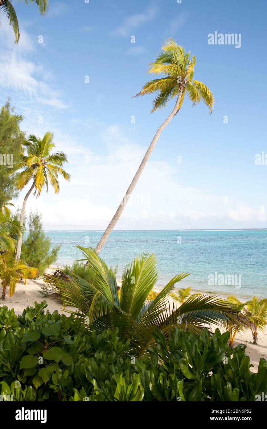 Palmiers sur la plage tropicale de l'île d'Aitutaki, dans le Pacifique Sud Banque D'Images