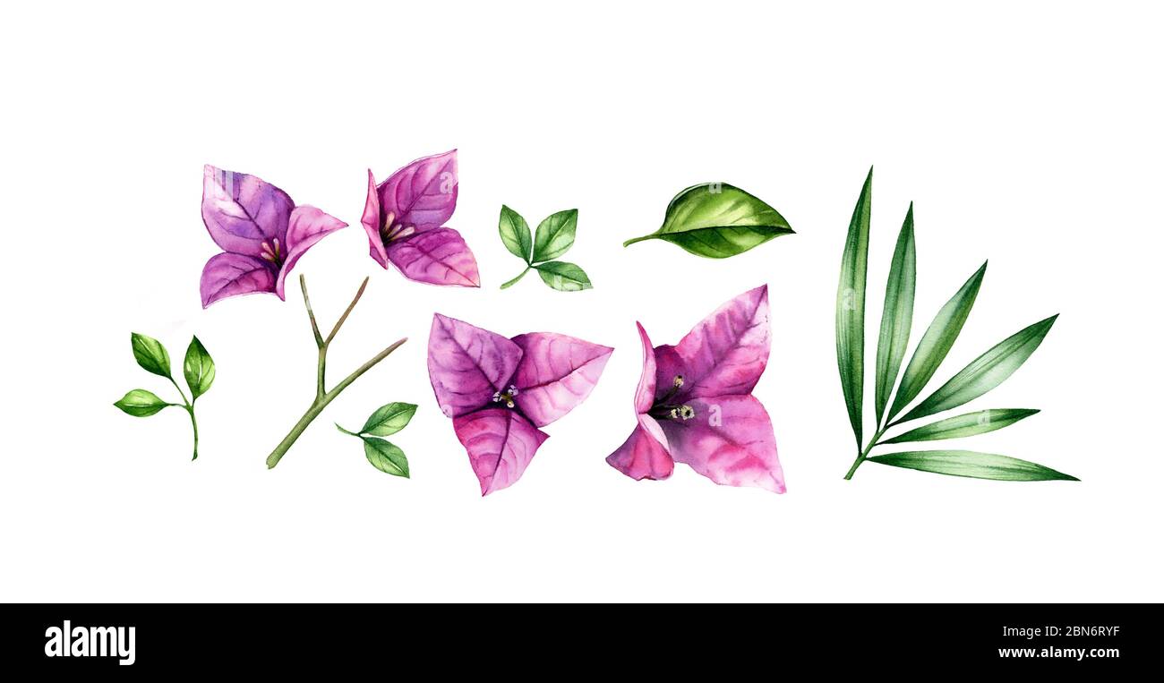 Ensemble d'éléments à motif aquarelle et fleurs. Fleurs de bougainvilliers roses, branche d'arbre, feuilles de palmier. Motif tropical fleuri peint à la main. Illustrations botaniques Banque D'Images