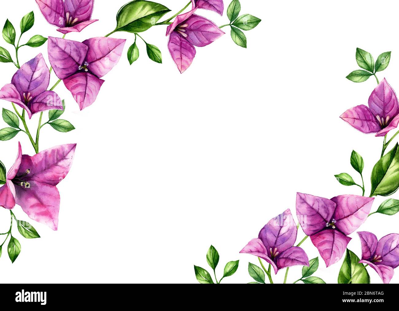 Fond floral aquarelle pour cartes. Modèle de format A5 horizontal avec emplacement pour le texte. Bougainvilliers violets fleuris dans les coins. Botanique tropical Banque D'Images