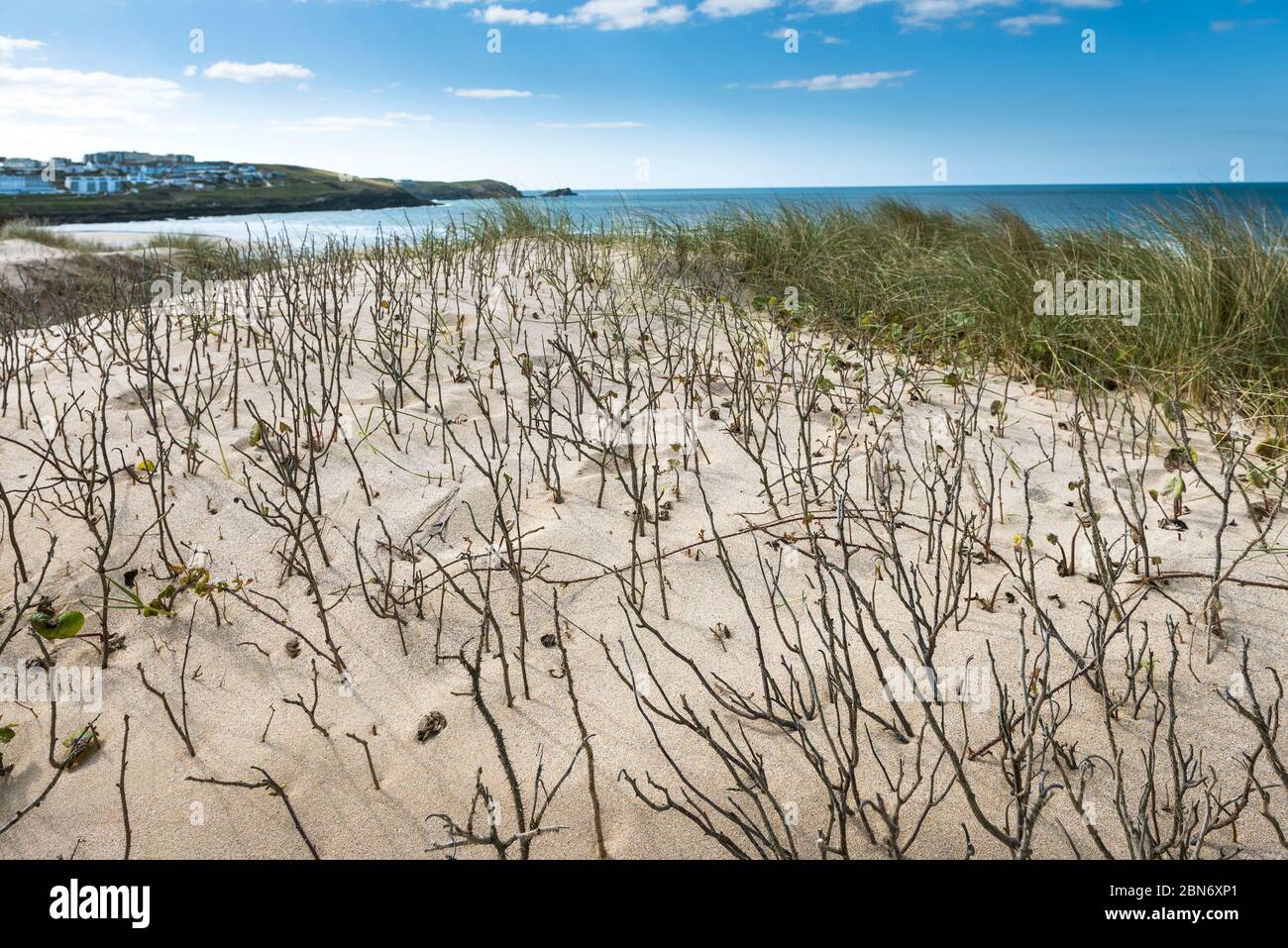 Végétation qui pousse sur le système de dunes de sable surplombant la plage de Fistral à Newquay, en Cornwall. Banque D'Images