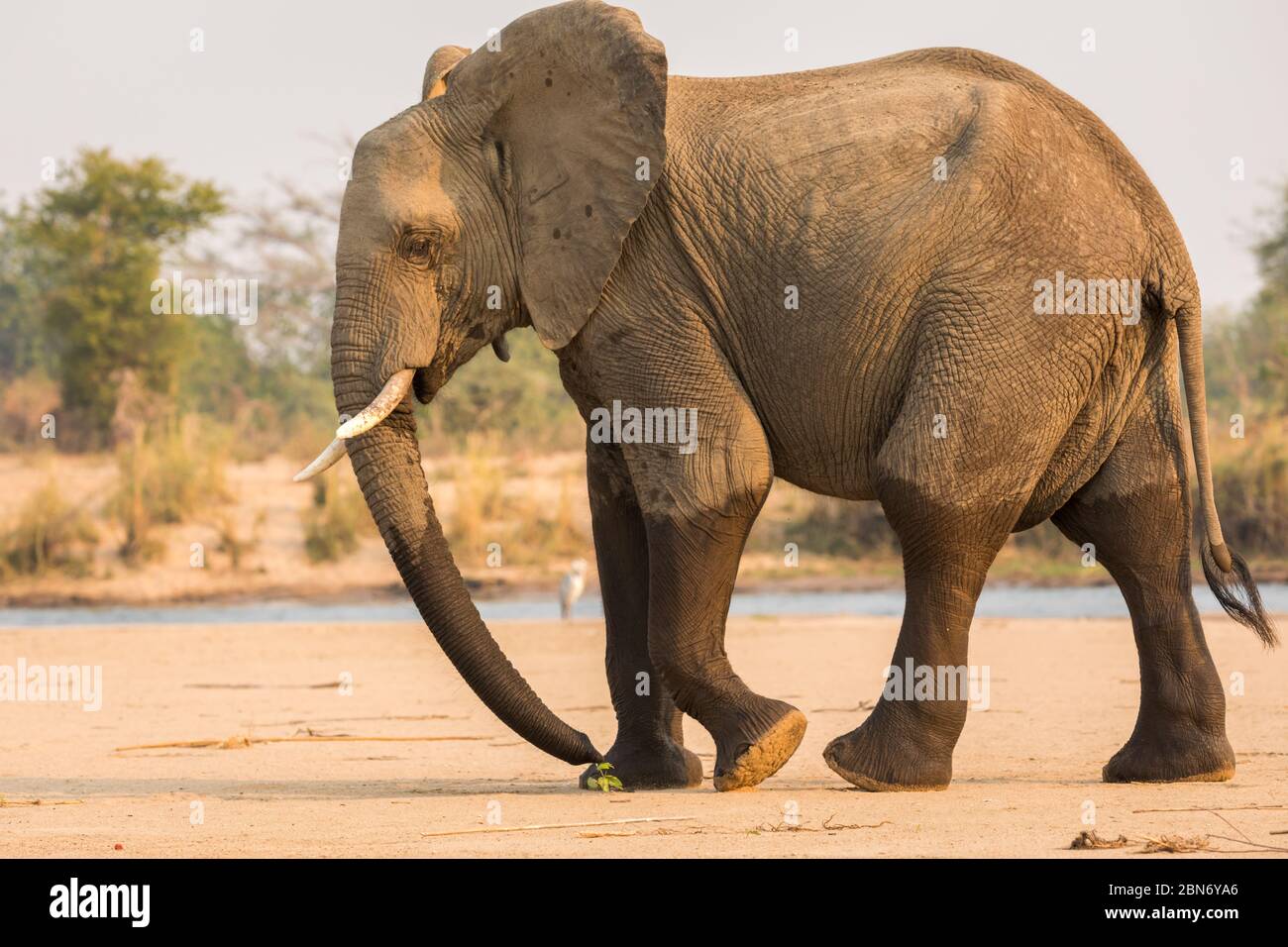 Éléphants africains traversant le fleuve Zambèze, parc national du Bas Zambèze Banque D'Images