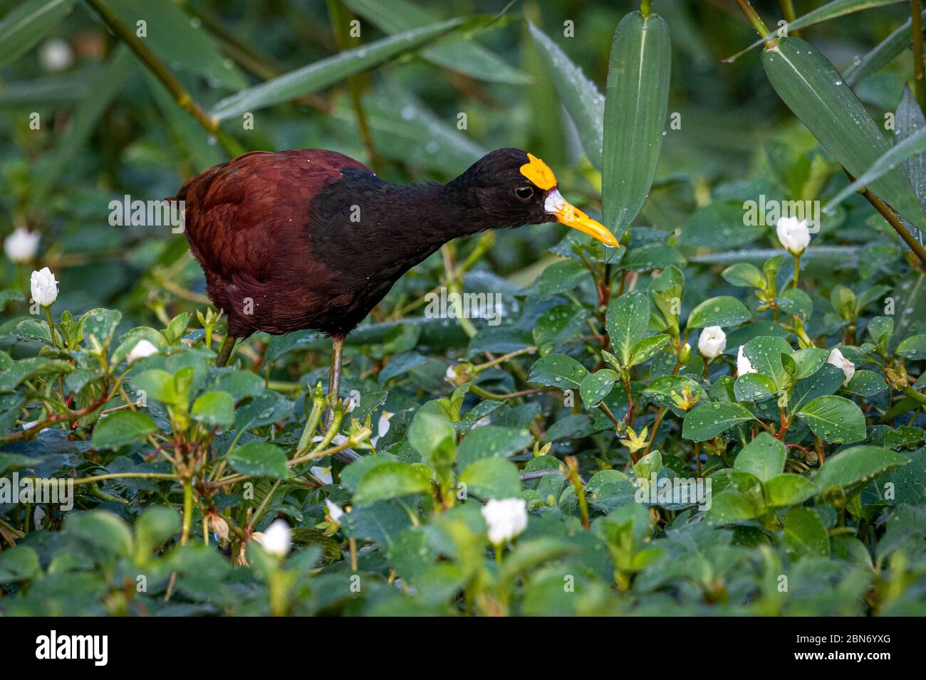 Jacana Jacana spinosa (nord), Costa Rica Banque D'Images