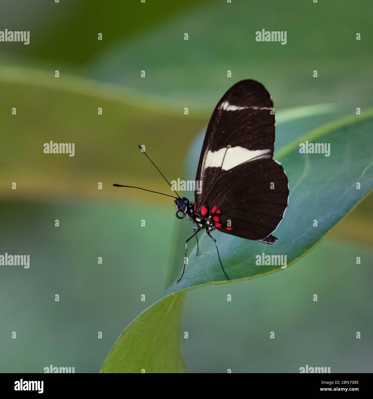 Papillon rouge de Postman (Heliconius erato) sur feuille Banque D'Images