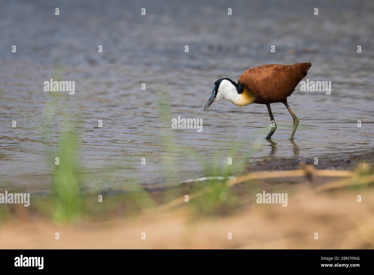 jacana africaine unique à la recherche de nourriture, Parc national du Bas-Zambèze, Zambie Banque D'Images