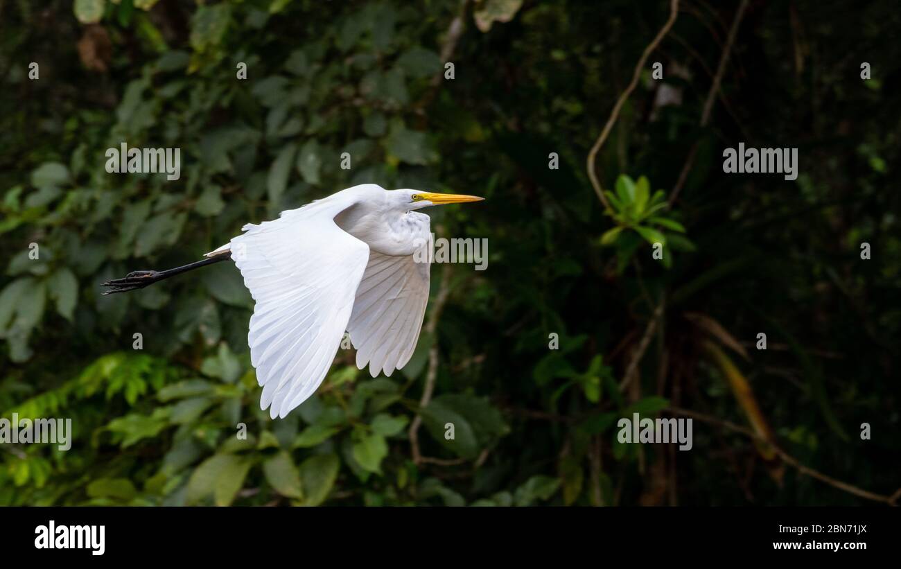 Grande Aigrette (Ardea alba) Flying Banque D'Images