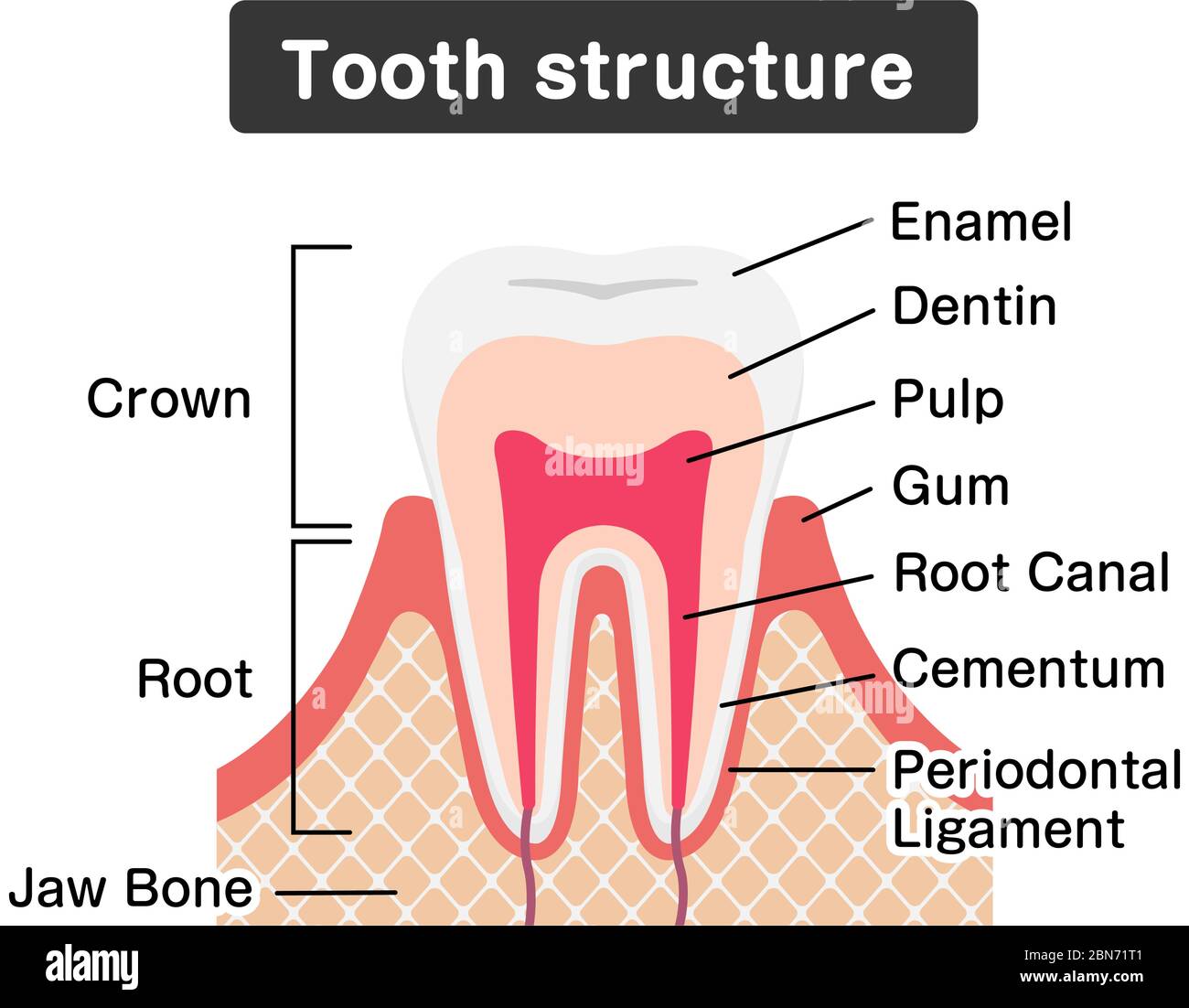 Illustration du vecteur plat de l'anatomie des dents Illustration de Vecteur