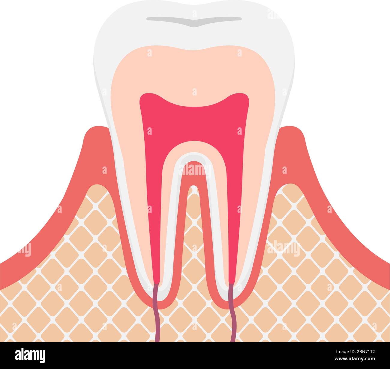Illustration du vecteur plat de l'anatomie des dents (pas de texte) Illustration de Vecteur