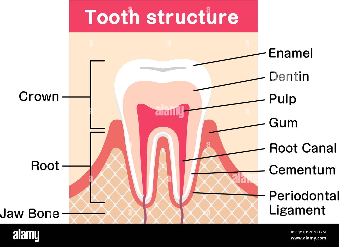 Illustration du vecteur plat de l'anatomie des dents Illustration de Vecteur