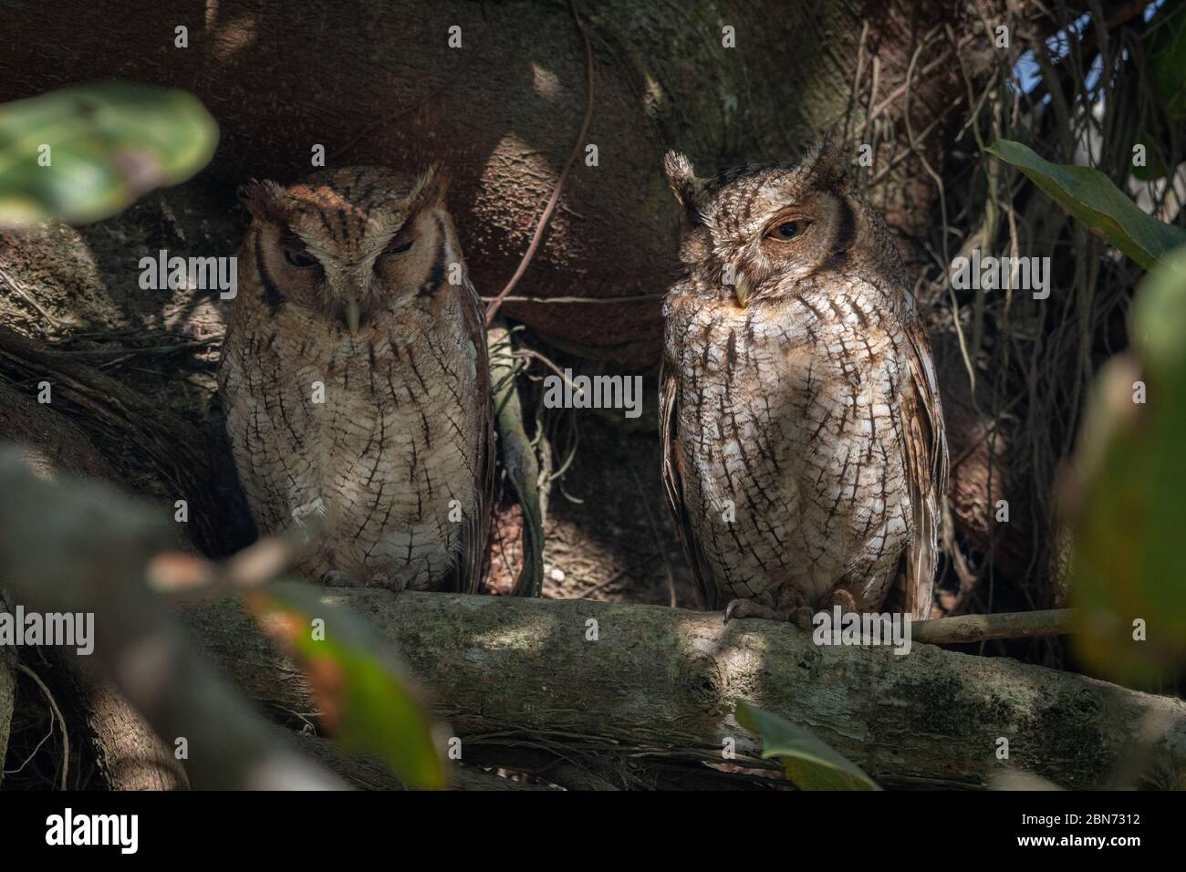 Une paire de têtes de la Table du Pacifique ou de têtes de la Table grise (Megascops cooperi), Costa Rica Banque D'Images