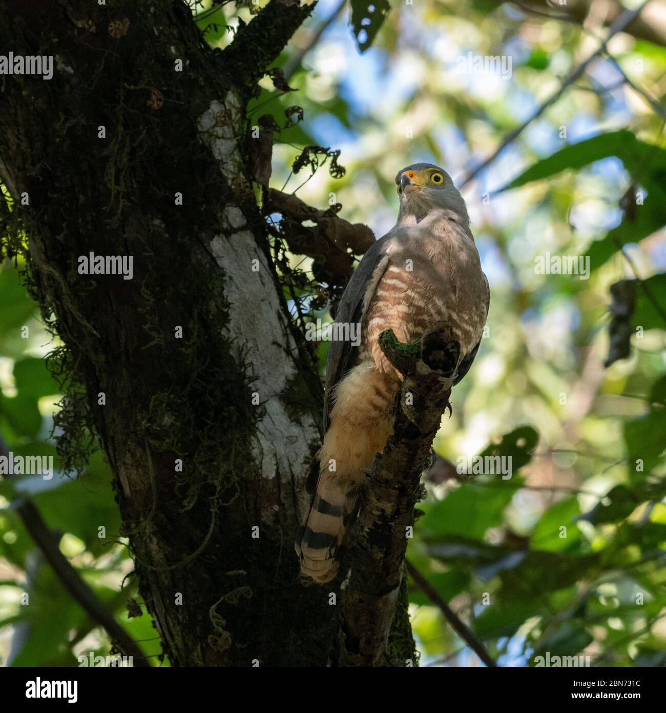 Aidle Hawk (Buteo magirostris), péninsule d'Osa, Costa Rica Banque D'Images