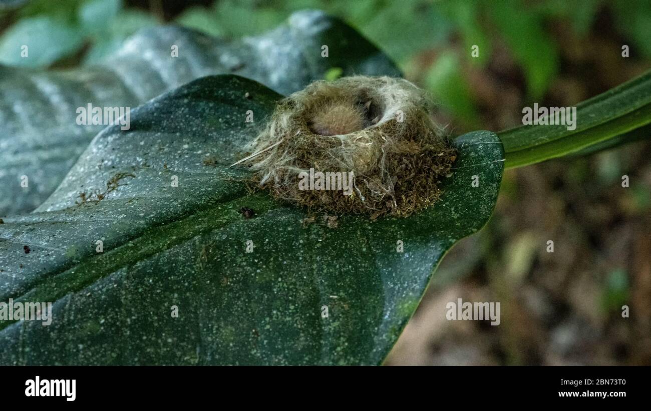 Un petit Hummingbird Nest on a Leaf Banque D'Images
