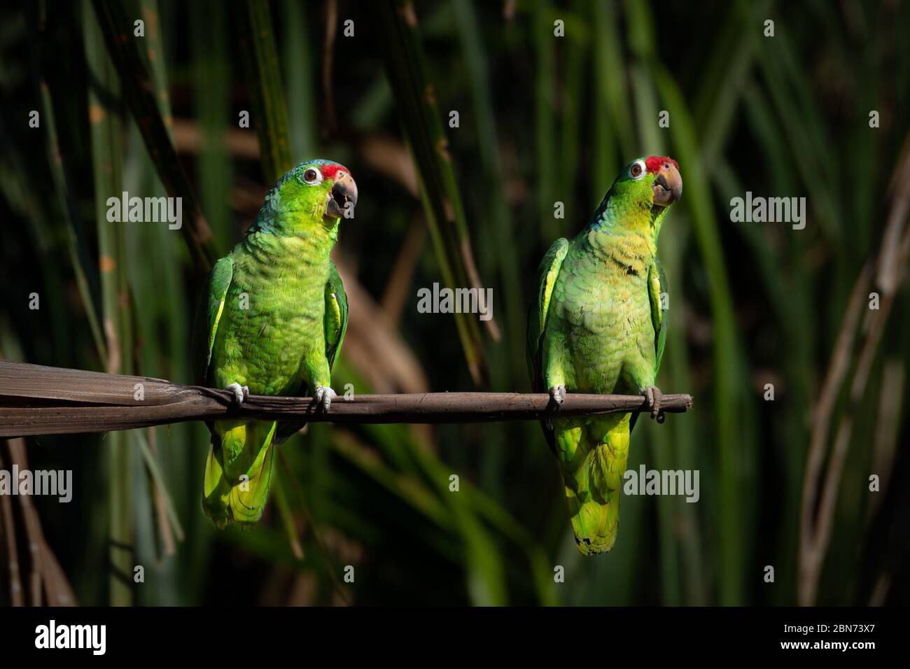 Paire de Parrot rouge (Amazona automnalis) Banque D'Images