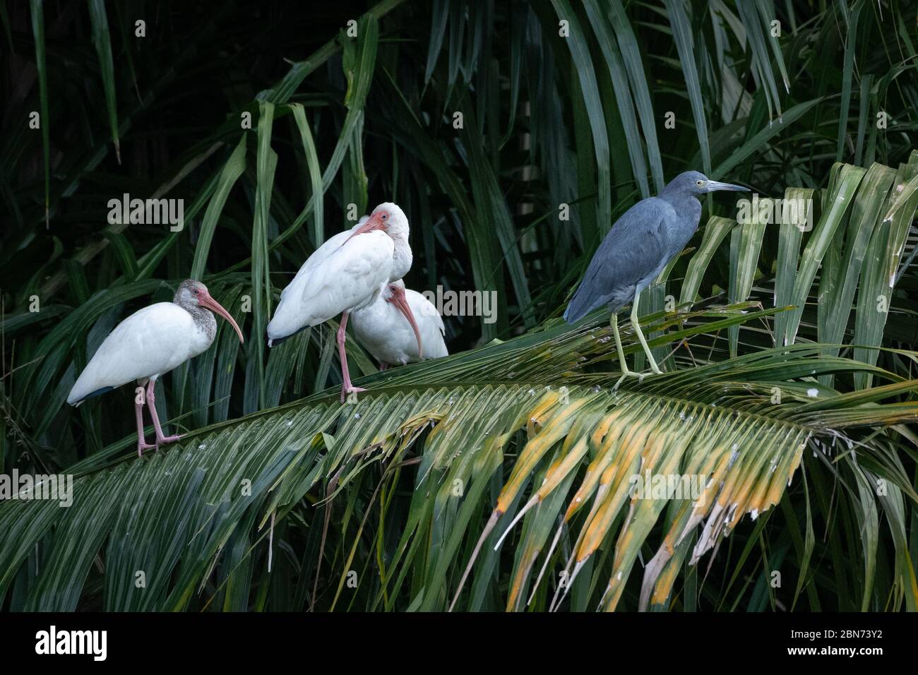 Ibis blanc américain (Eudocimus albus) et petit héron bleu (Egretta caerulea) sur les feuilles de palmier Banque D'Images
