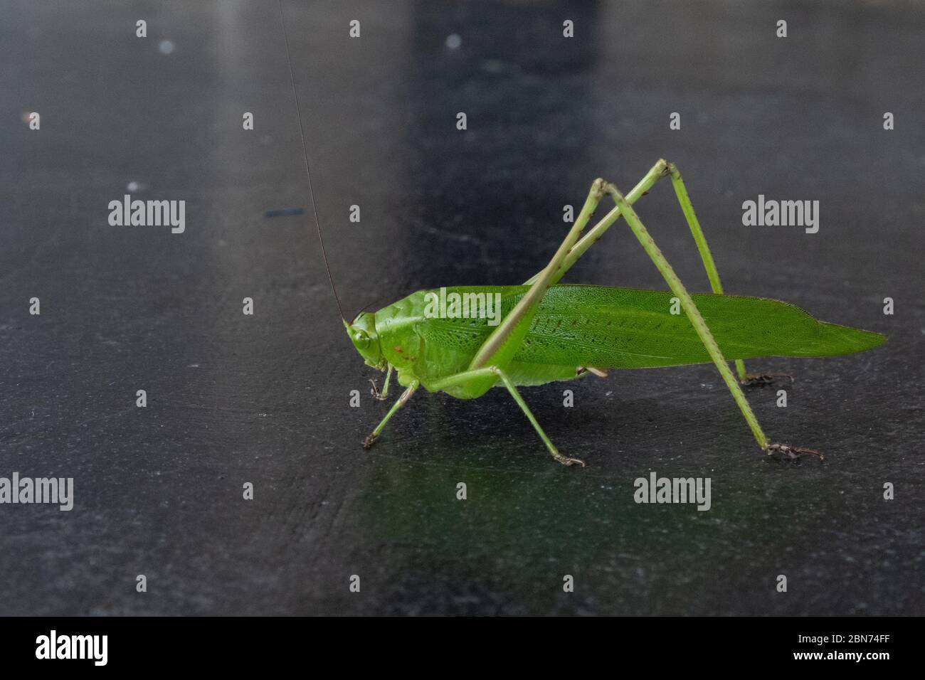 Giant amazonien Grasshopper Banque D'Images