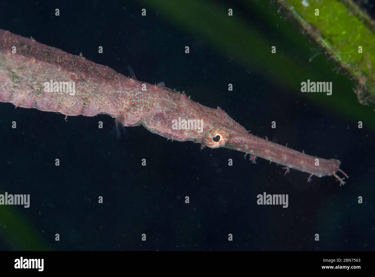Poisson-pipége à double extrémité, Syngnathoides biaculeatus, dans l'herbe marine, site de plongée TK1, détroit de Lembeh, Sulawesi, Indonésie Banque D'Images