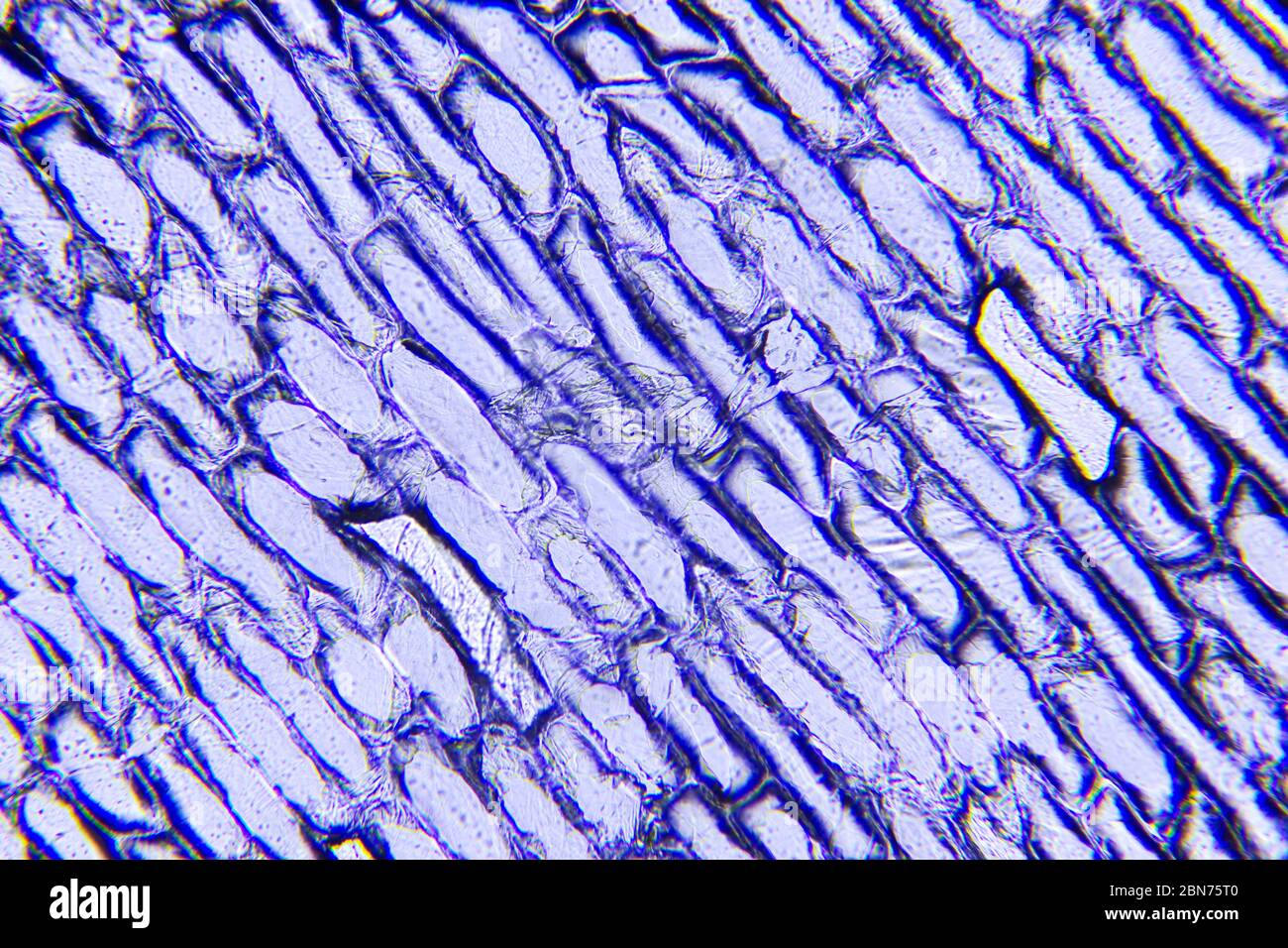 Sous le microscope cellules d'oignon Banque D'Images