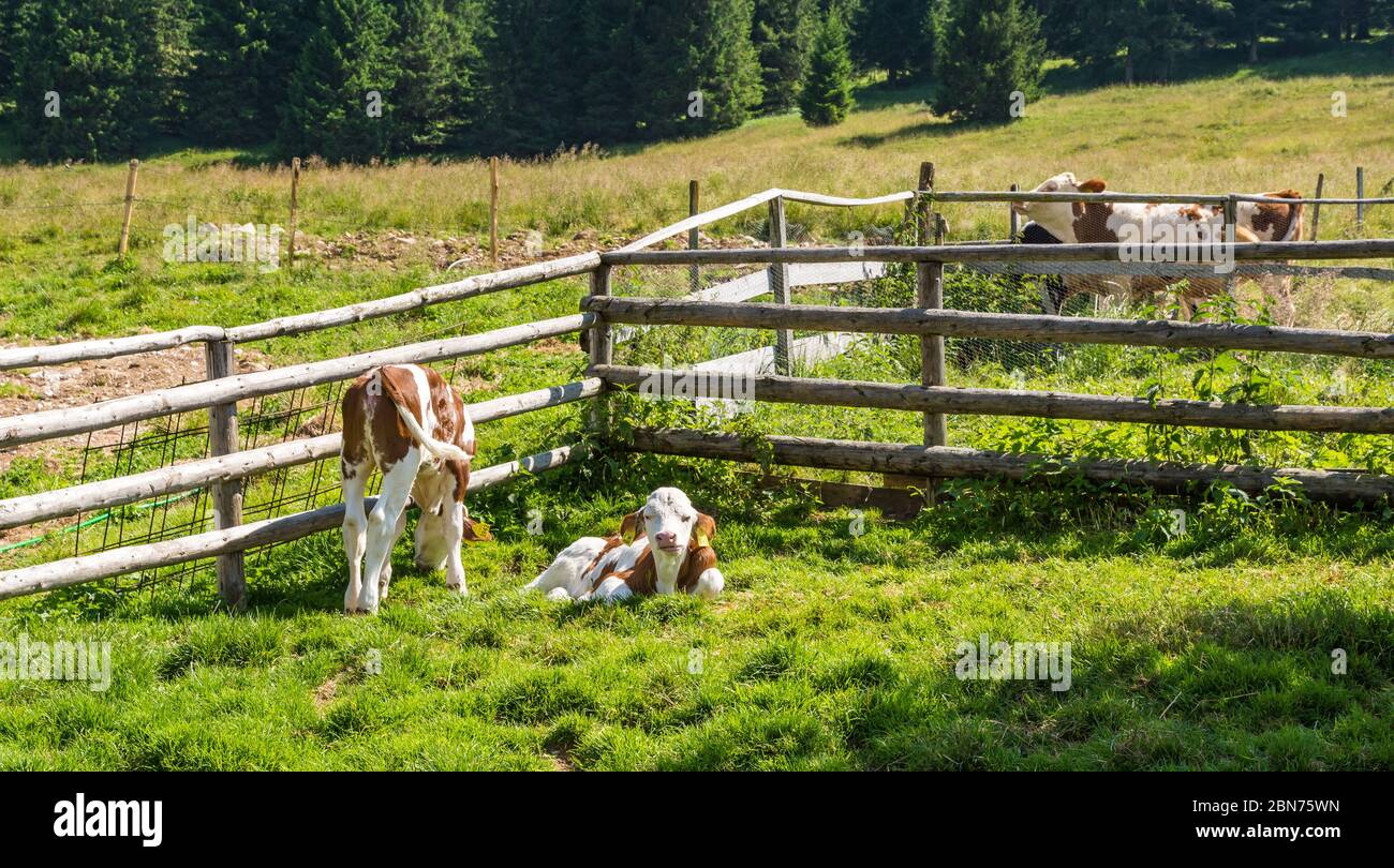 Vaches en pâturage sur les prairies de montagne de la province de Trento du col de Vezzena, Trentin-Haut-Adige, Italie, Europe. Banque D'Images