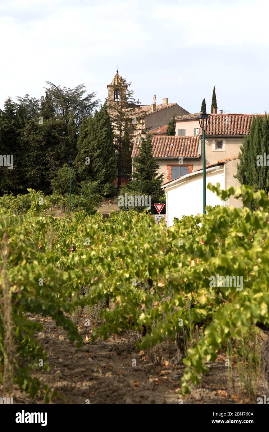 Vignoble à Vacqueras. Vaucluse Banque D'Images