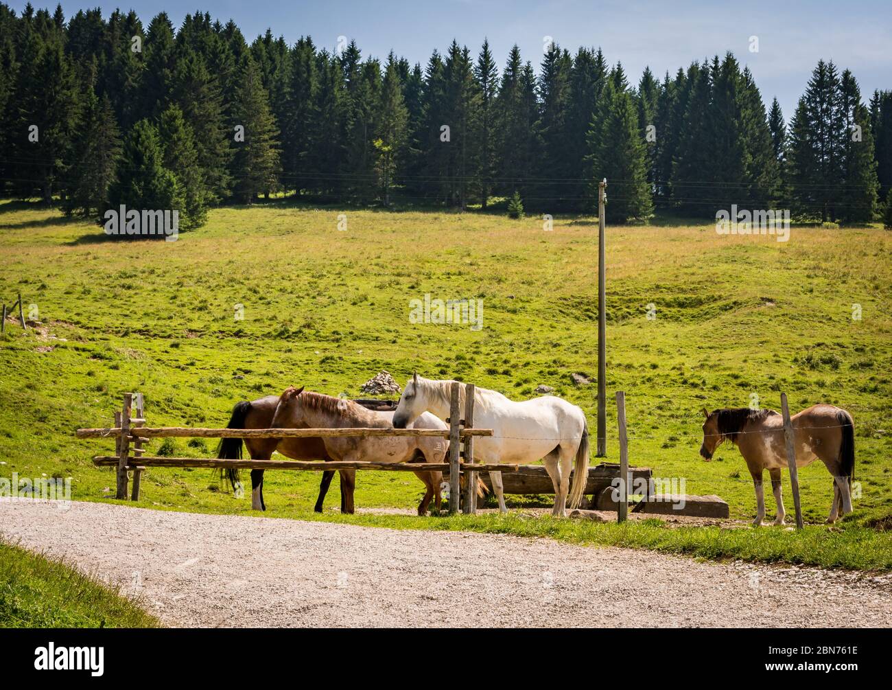 Chevaux sur les prairies de montagne de la Vezzena passent la province de Trento, Trentin-Haut-Adige, Italie, Europe. Banque D'Images