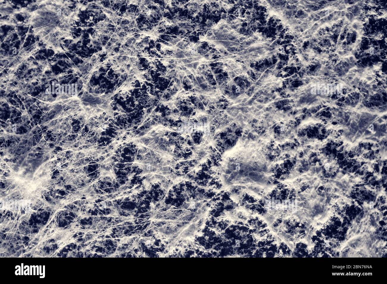 Moule noir et blanc photographié avec un microscope Banque D'Images