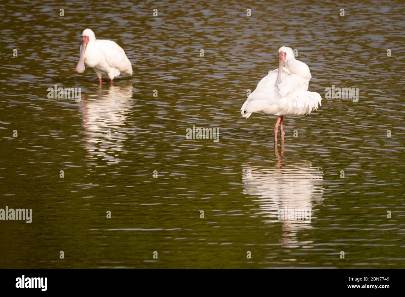 Roseate Spoonbills dans le parc national de Mana pools, Zimbabwe Banque D'Images