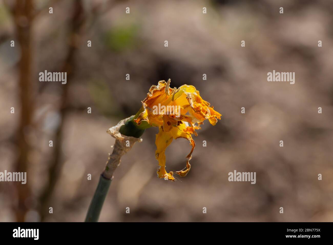 Gros plan d'une fleur de jonquille flétries et endommagées Banque D'Images