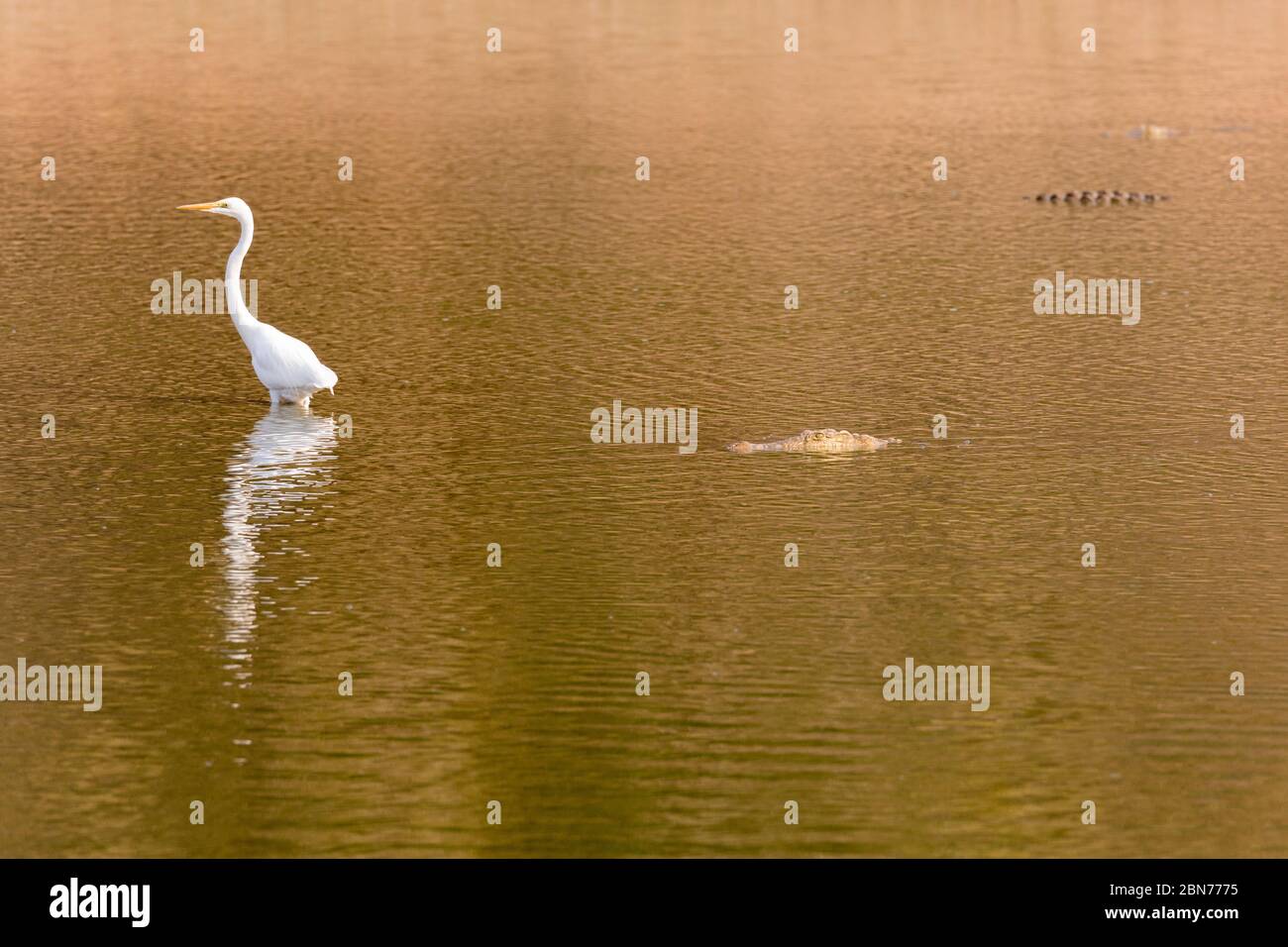 Aigrettes dans le parc national de Mana pools, Zimbabwe Banque D'Images