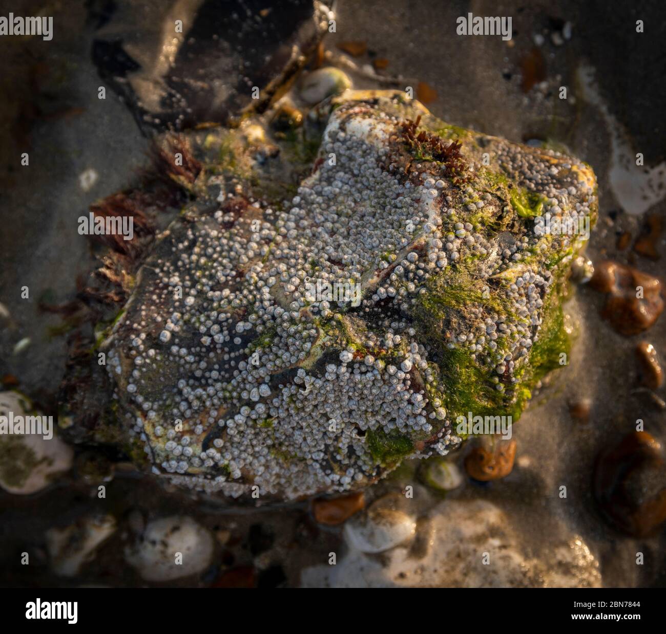 Colonies de Barnacles sur des pierres à marée basse sur Worthing Beach, West Sussex, Royaume-Uni Banque D'Images