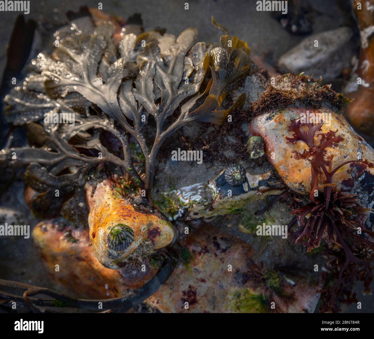 Algues (Chondus crispus) à marée basse sur Worthing Beach, West Sussex, Royaume-Uni Banque D'Images