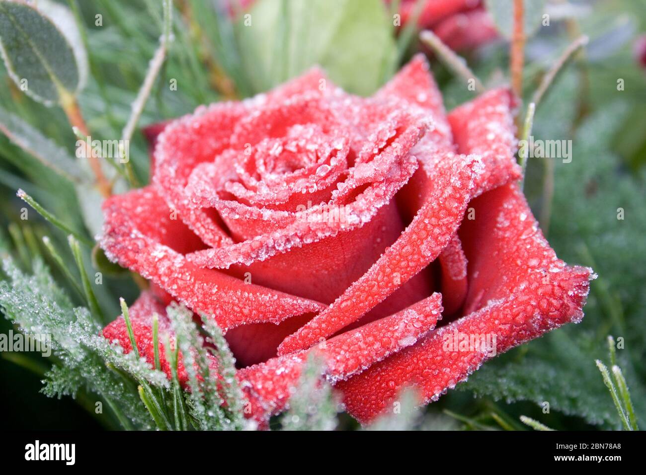 Rosée surgelée sur bouquet de roses Banque D'Images