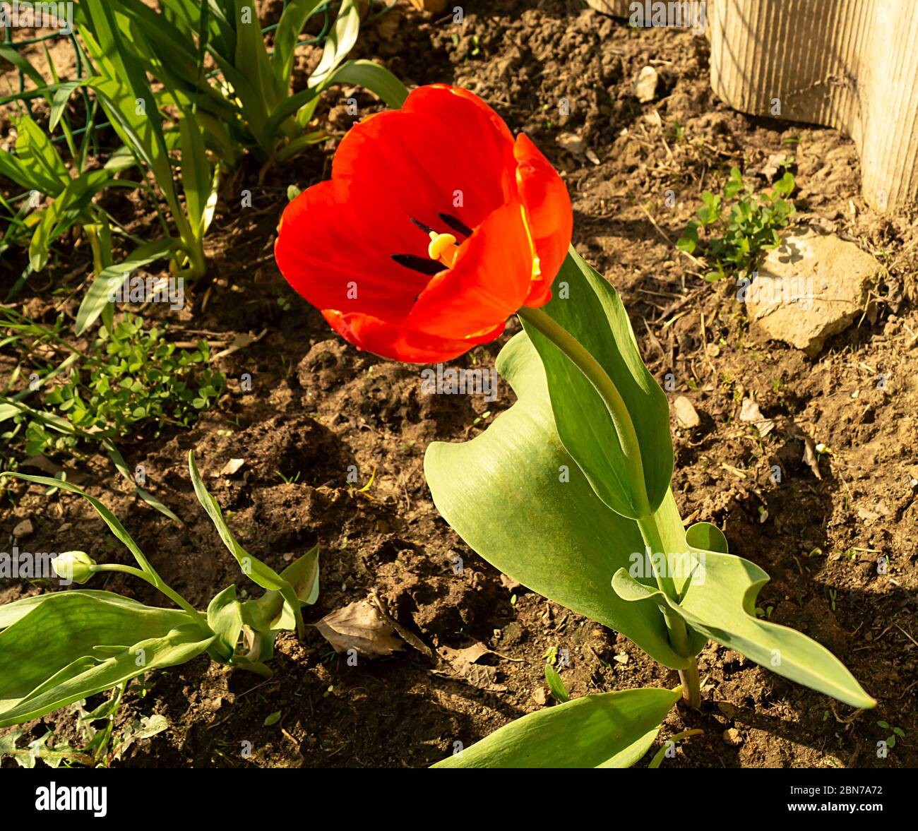 La tulipe rouge avec feuille verte pousse sur la terre. Belle fleur au printemps à la journée solaire Banque D'Images