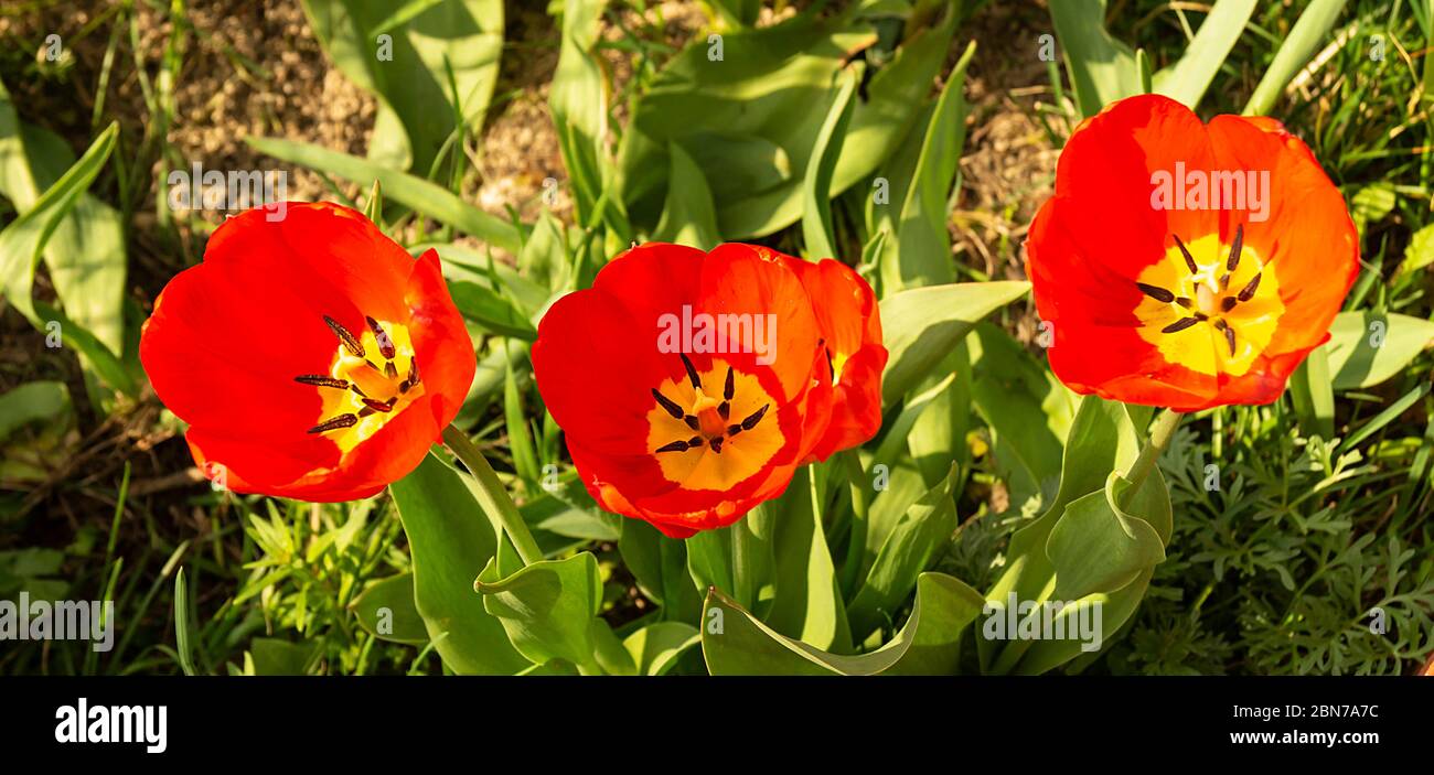 La tulipe rouge avec feuille verte pousse sur la terre. Belle fleur au printemps à la journée solaire Banque D'Images